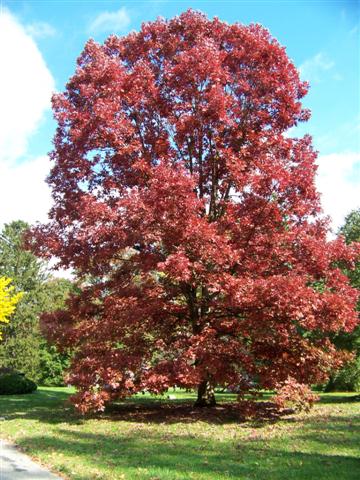 Picture of Quercus alba  White Oak