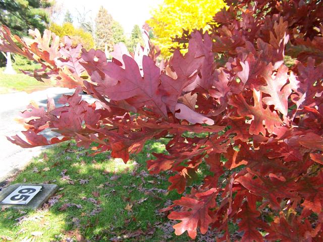 Picture of Quercus alba  White Oak