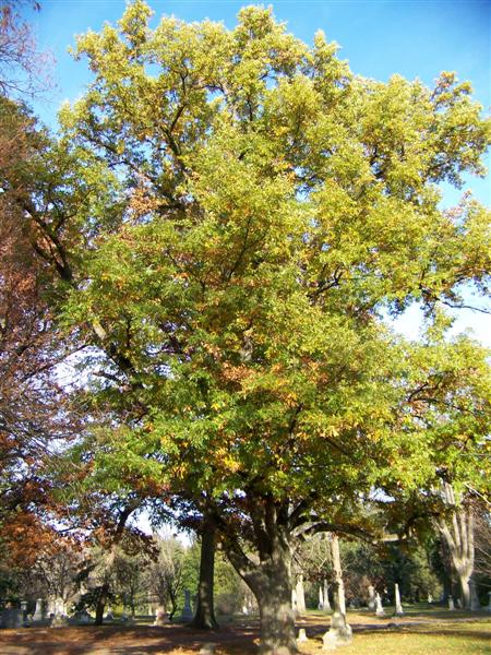 Quercus cerris Quercuscerris.jpg
