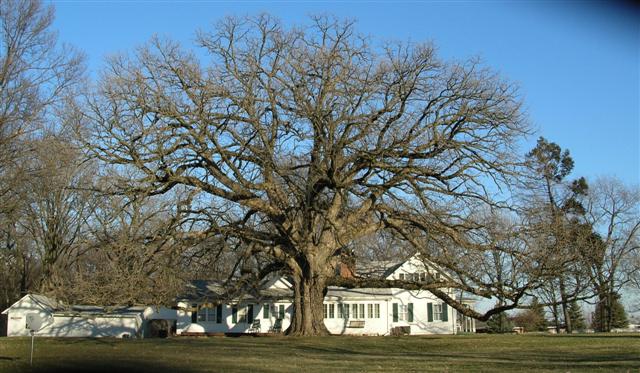 Picture of Quercus macrocarpa  Bur Oak