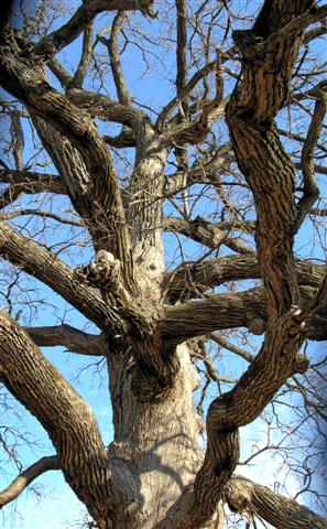 Picture of Quercus macrocarpa  Bur Oak