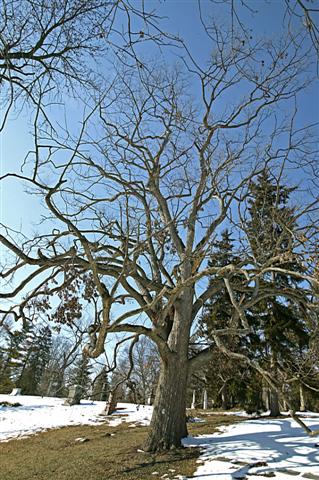 Picture of Quercus muehlenbergii  Chinkapin Oak