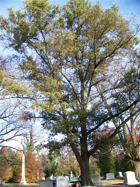Quercus nigra Quercusnigra.jpg