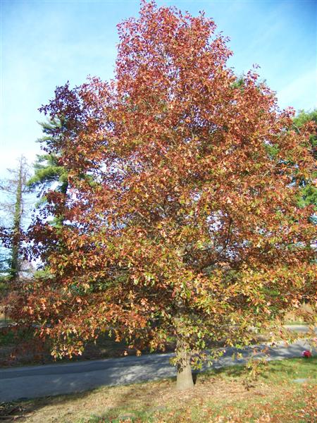 Quercus nuttalli Quercusnuttalli.jpg