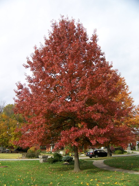 Picture of Quercus palustris  Pin Oak