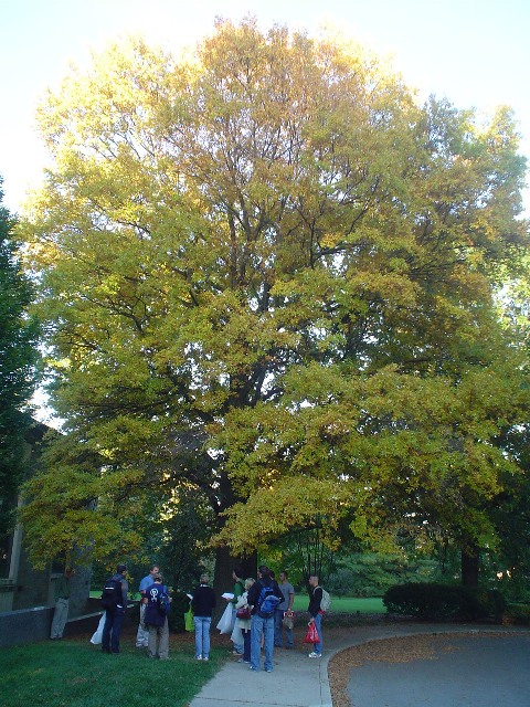 Picture of Quercus phellos  Willow Oak