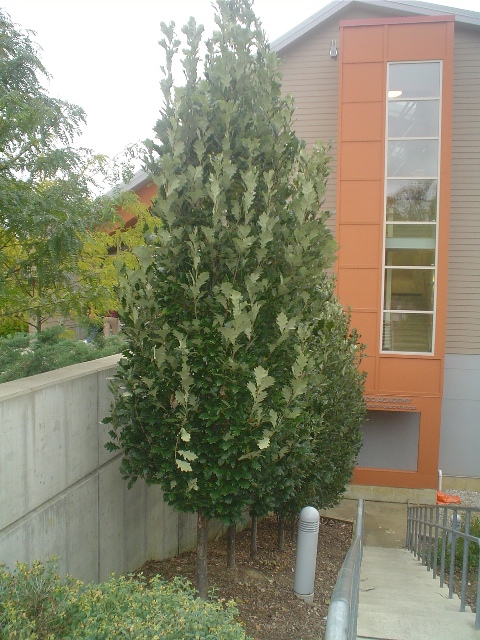 Picture of Quercus%20robur%20x%20Q.%20bicolor%20'Rosehill'%C2%AE%20Rosehill%20English%20Oak