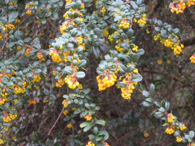 Berberis darwinii RBGEdinburghBerberisDarwiniiBranch.JPG