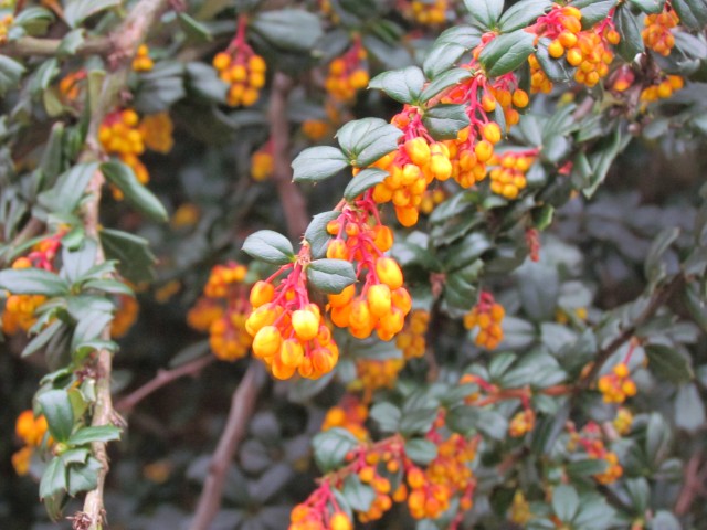 Berberis darwinii RBGEdinburghBerberisDarwiniiFlowerBuds1.JPG