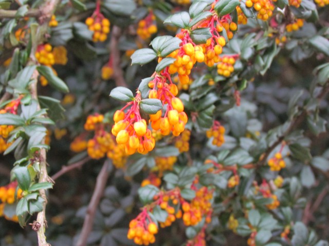 Berberis darwinii RBGEdinburghBerberisDarwiniiFlowerBuds2.JPG