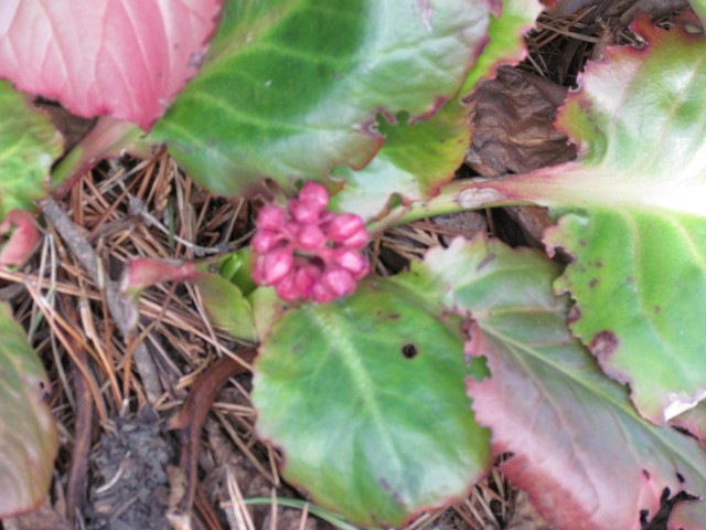 Bergenia spp RBGEdinburghBergenaMargeryFish.JPG