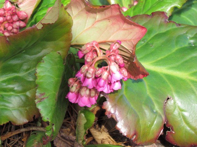 Bergenia spp RBGEdinburghBergeniaMargeryFishDetail.JPG