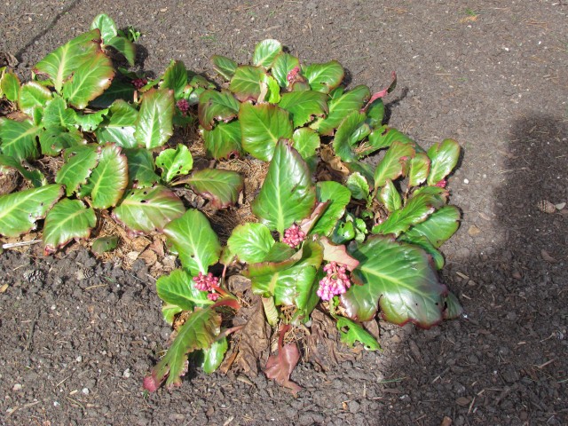 Bergenia spp RBGEdinburghBergeniaMargeryFishPlant.JPG