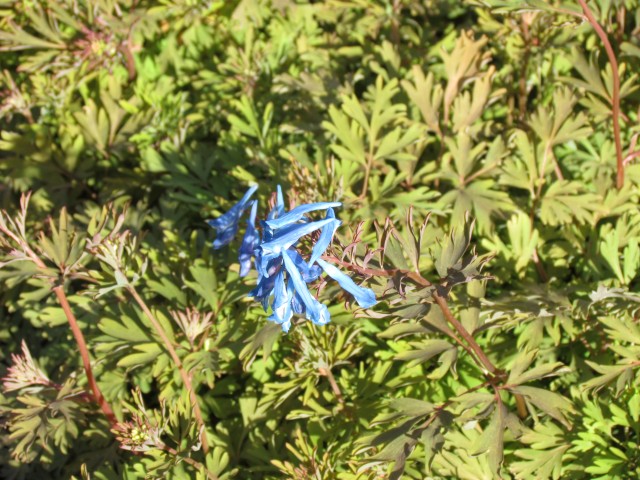 Corydalis flexuosa RBGEdinburghCorydalisFlexuosaFlower.JPG