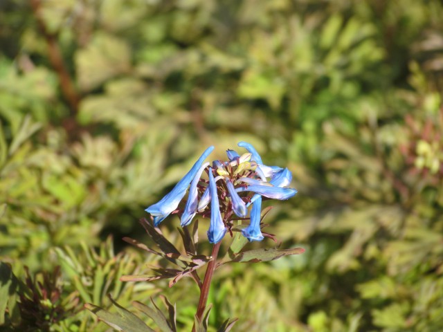 Corydalis flexuosa RBGEdinburghCorydalisFlexuosaFlower2.JPG