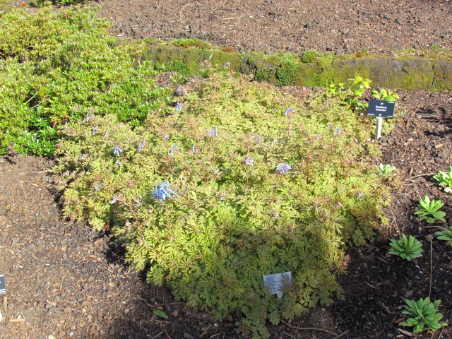 Corydalis flexuosa RBGEdinburghCorydalisFlexuosaplant.JPG