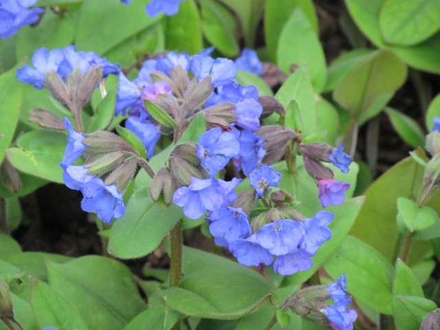 Pulmonaria angustifolia RBGEdinburghPulmonariaAngustifoliaMunsteadBlueFlower.JPG