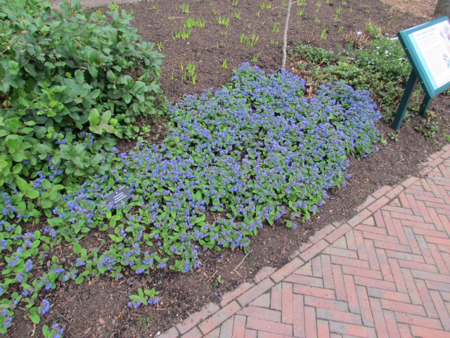 Pulmonaria angustifolia RBGEdinburghPulmonariaAngustifoliaMunsteadBluePlant.JPG