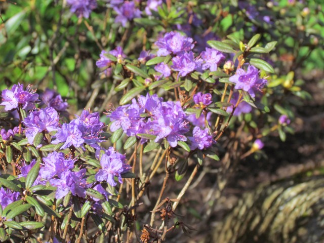 Rhododendron russatum RBGEdinburghRhododendronRussatumFlowerDetail2.JPG