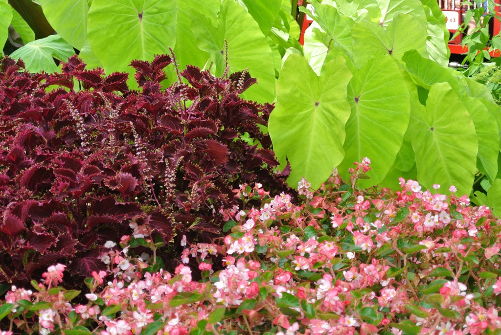 Picture of Colocasia  esculenta 'Red-Eyed Gecko' Red Eyed Gecko Elephant Ear