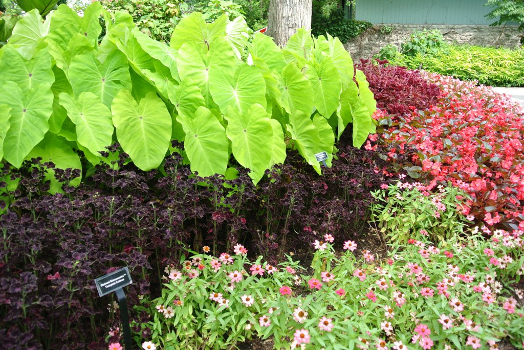 Picture of Colocasia  esculenta 'Red-Eyed Gecko' Red Eyed Gecko Elephant Ear