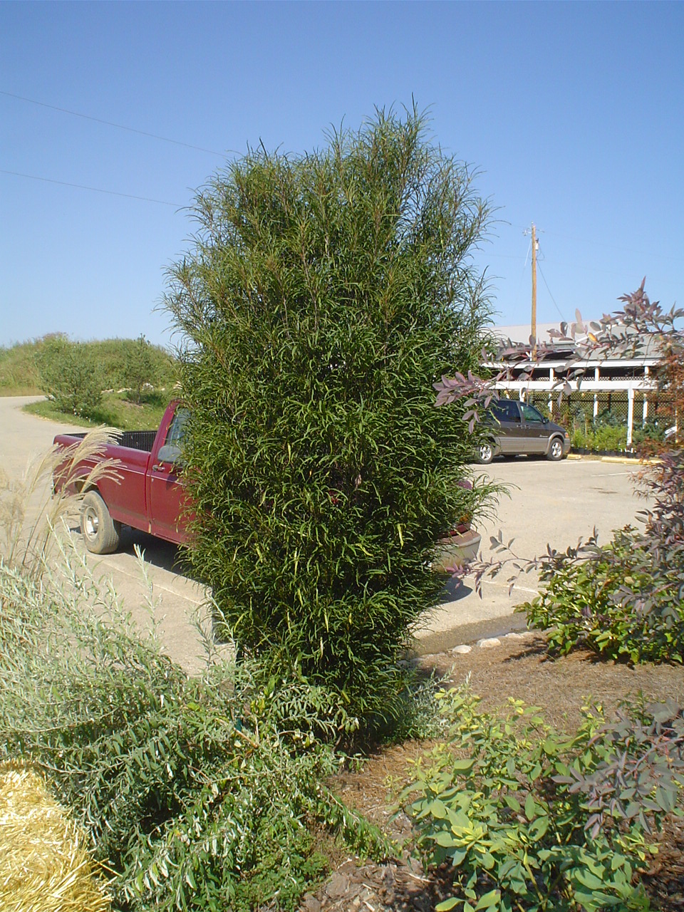 Picture of Rhamnus frangula Fine Line™ 'Ron Williams' Fine Line Buckthorn