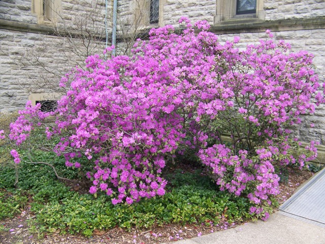 Picture of Rhododendron 'PJM'  PJM Hybrid Rhododendron