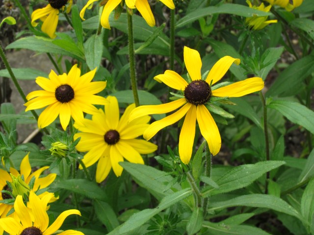 Rudbeckia hirta RhudbeckiaHirtaFlowerCUBG.JPG