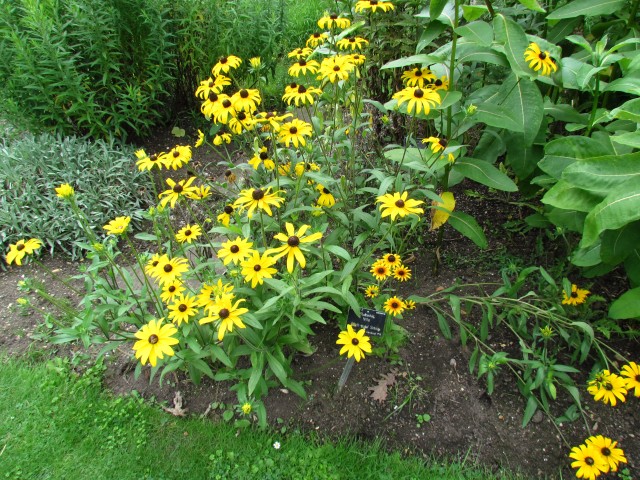 Rudbeckia hirta RhudbeckiaHirtaFullPlantCUBG.JPG