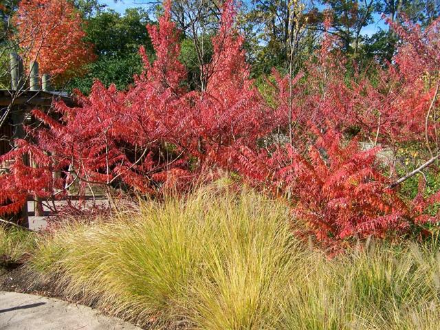 Picture of Rhus glabra Laciniata Cutleaf Smooth Sumac