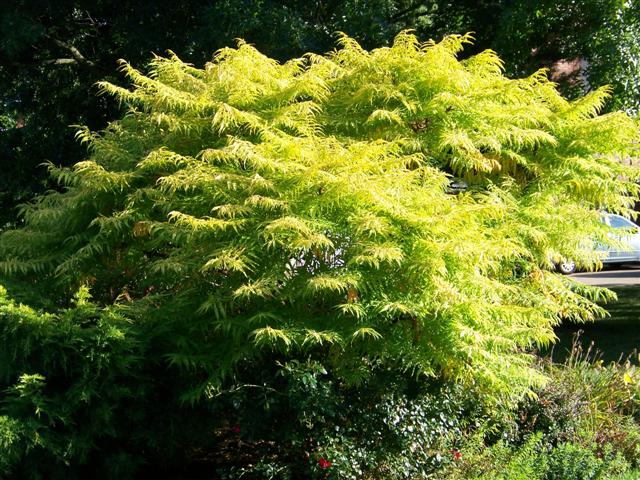 Picture of Rhus typhina 'Bailtiger' Tiger Eyes Tiger Eyes Sumac