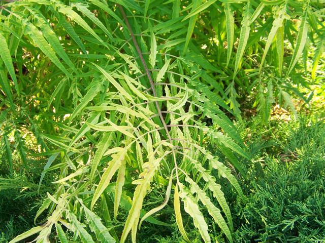 Picture of Rhus%20typhina%20'Bailtiger'%20Tiger%20Eyes%EF%BF%BD%EF%BF%BD%20Tiger%20Eyes%20Sumac