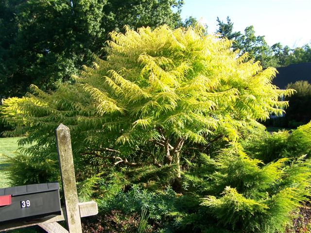 Picture of Rhus%20typhina%20'Bailtiger'%20Tiger%20Eyes%EF%BF%BD%EF%BF%BD%20Tiger%20Eyes%20Sumac