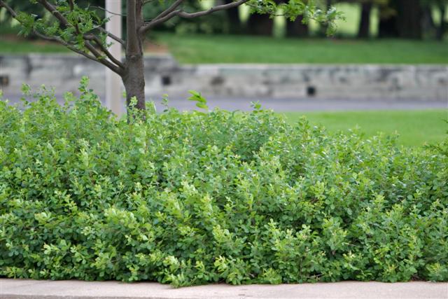 Picture of Rhus aromatica 'Gro-low' Gro-Low Fragrant Sumac