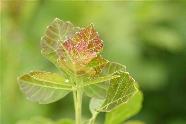 Picture of Rhus aromatica 'Gro-low' Gro-Low Fragrant Sumac