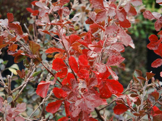 Picture of Rhus aromatica 'Gro-low' Gro-Low Fragrant Sumac