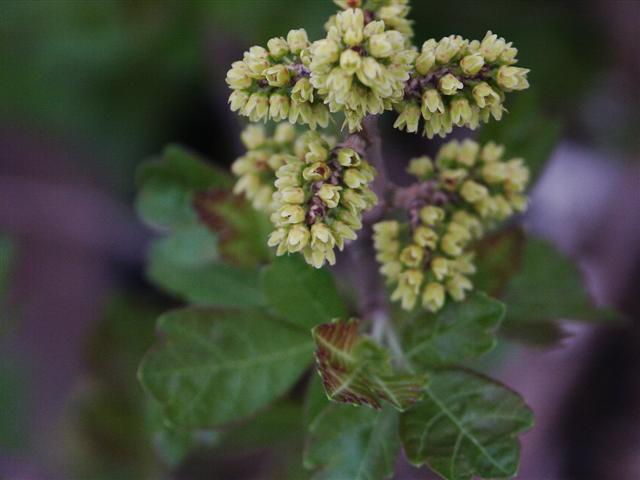 Picture of Rhus aromatica 'Gro-low' Gro-Low Fragrant Sumac