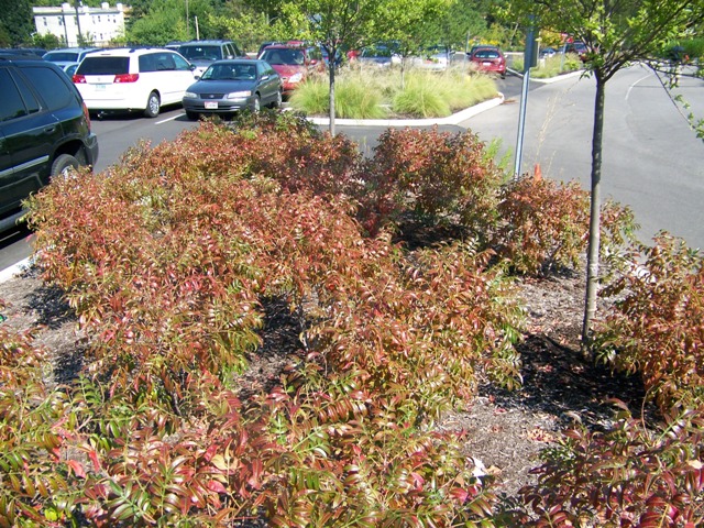 Picture of Rhus copallina var. latifolia 'Morton' Prairie Flame Dwarf Sumac