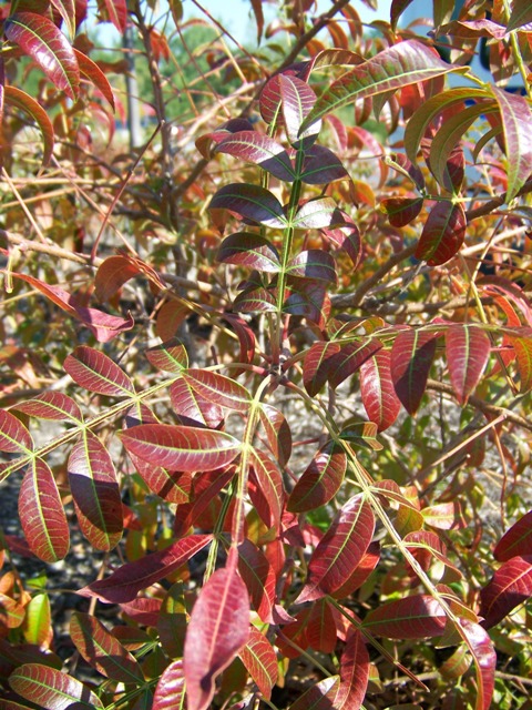 Picture of Rhus copallina var. latifolia 'Morton' Prairie Flame Dwarf Sumac