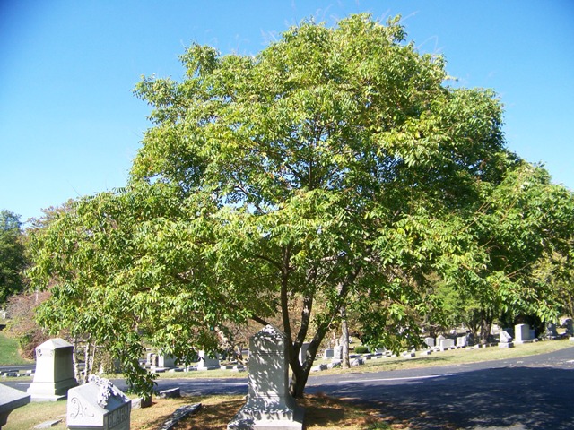 Rhus chinensis Rhus_chinensis_September_Beauty.JPG