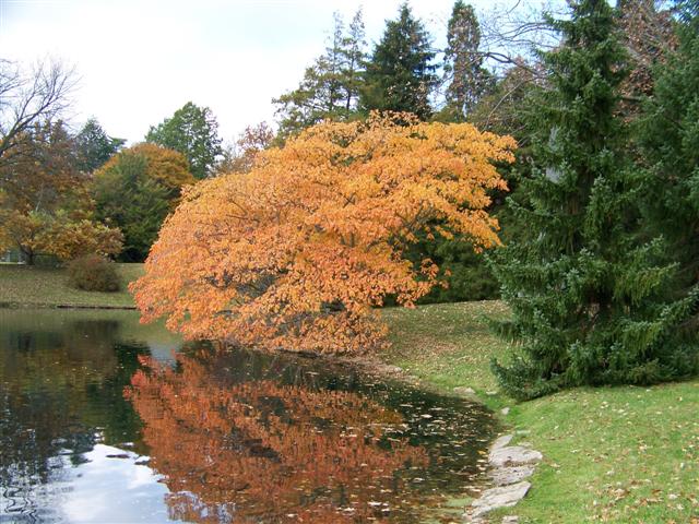 Rhus chinensis RhuschinensisSeptemberBeautyChineseSumac.jpg