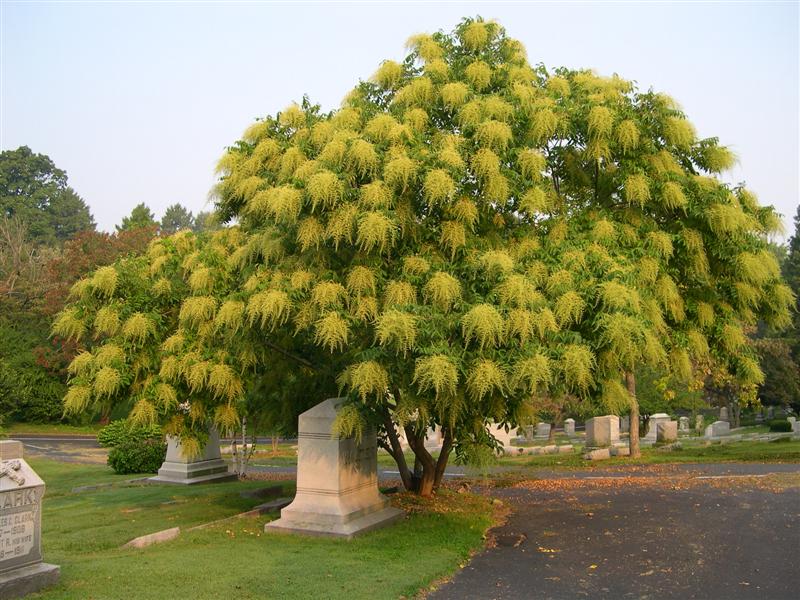 Rhus chinensis RhuschinensisSeptemberBeautycavehill.jpg