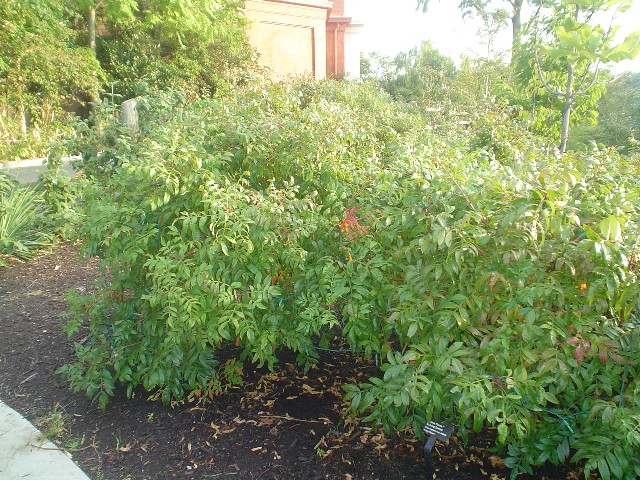 Picture of Rhus copallina var. latifolia 'Morton' Prairie Flame Dwarf Sumac