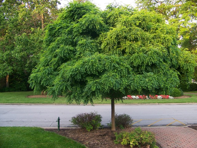 Picture of Robinia pseudoacacia 'Umbraculifera' Globe Black Locust