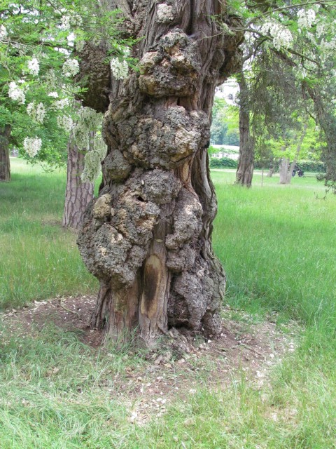 Robinia pseudoacacia RobiniaPseudoacaciaColuteoidesKewTrunkGall.JPG