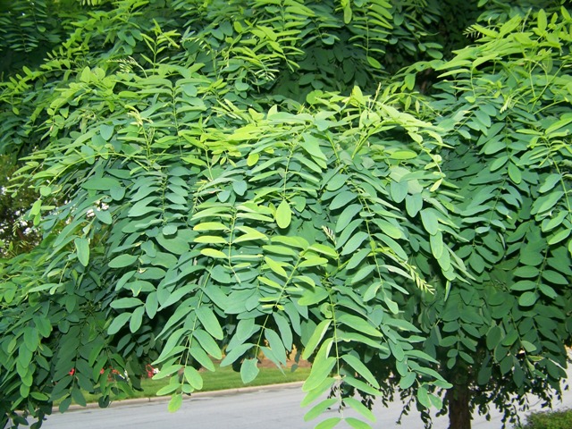 Picture of Robinia pseudoacacia 'Umbraculifera' Globe Black Locust