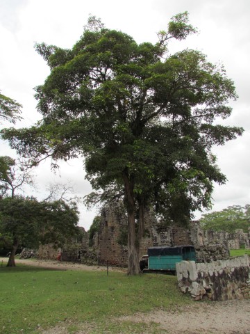 Tabebuia rosea RobleFull2.JPG