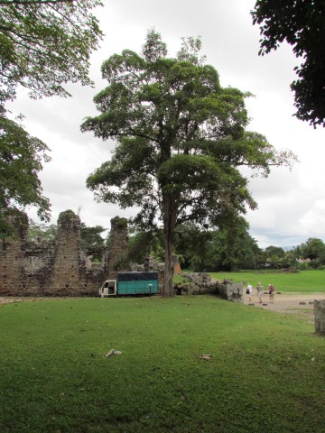 Tabebuia rosea RobleFull3.JPG