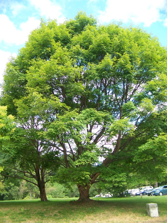 Picture of Acer griseum x nikoense  Girard's Hybrid Maple