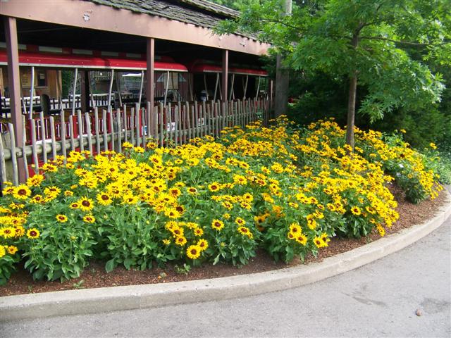 Picture of Rudbeckia hirta Denver Daisy Denver Daisy Blackeyed Susan